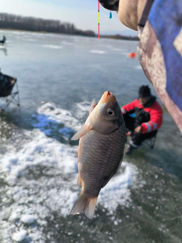 从新年伊始就嗨起来！冰钓连杆上鱼