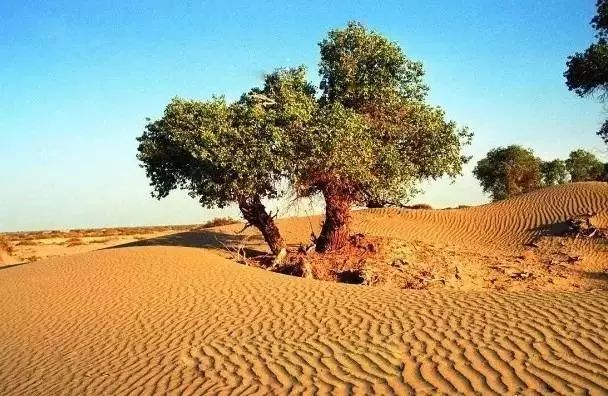 新疆维吾尔自治区|谁弄的旅游汇总表，价值千万呀 ！ 太有用了！珍藏