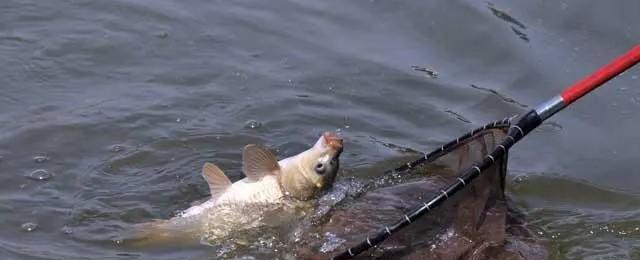 国语|钓鱼调漂,做好4点,调出漂亮顿口