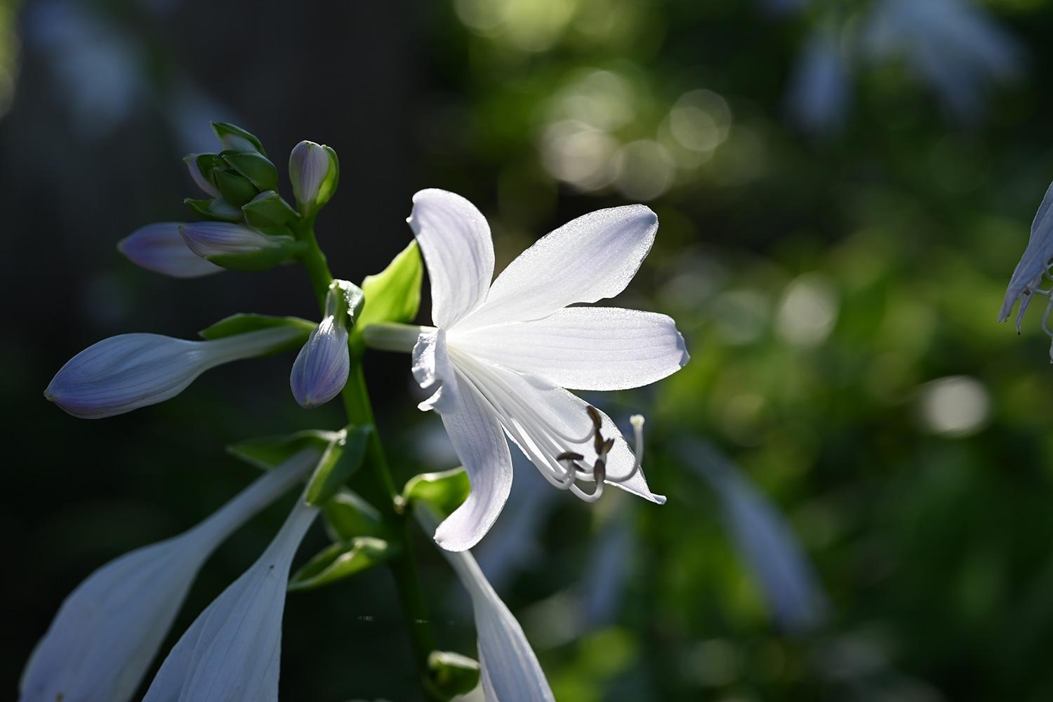 尼康Z30拍摄体验:滤镜掌握难度较高,配合丰富镜头会有好效果