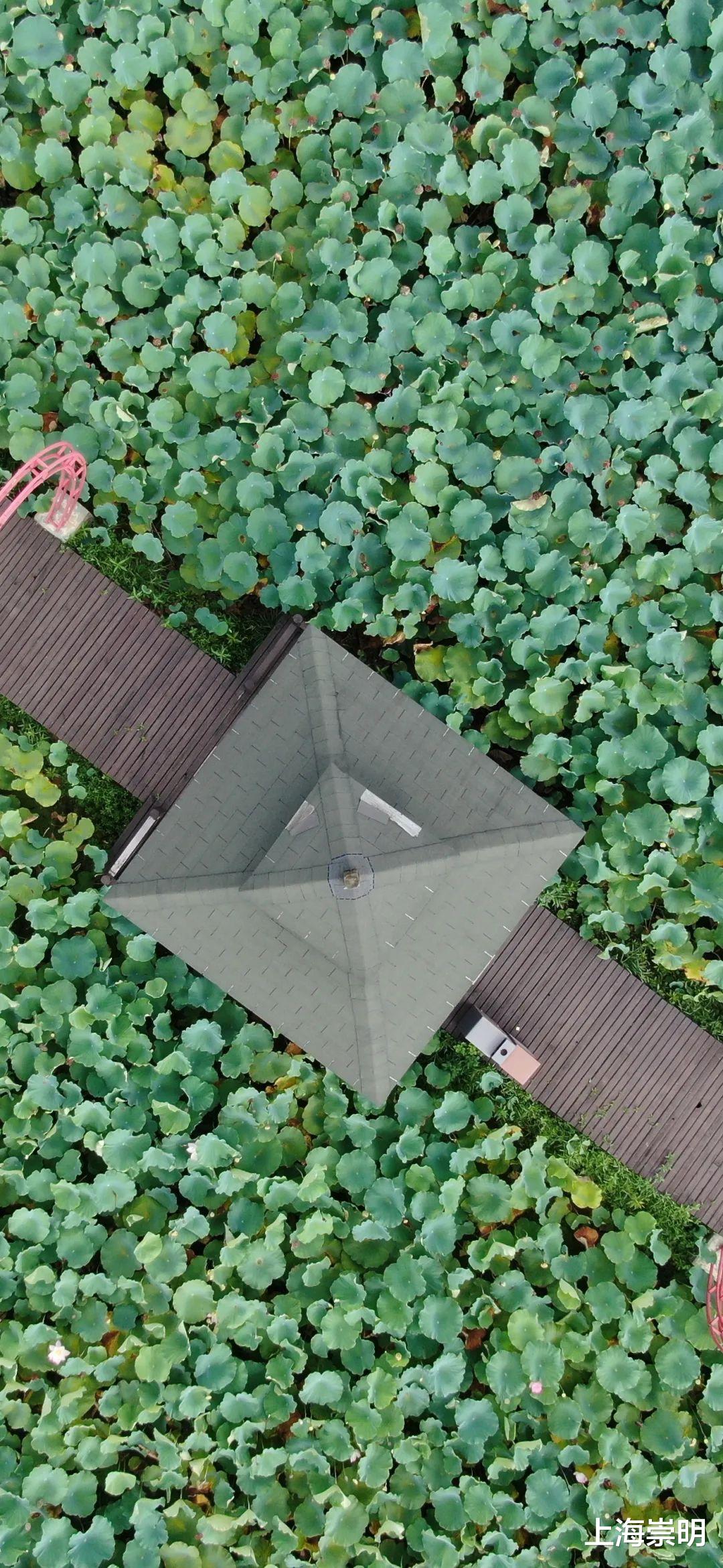 文化节|《沉香如屑》中的四叶菡萏，崇明有很多！