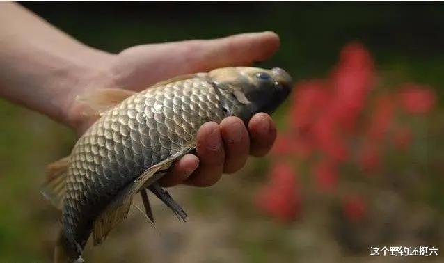 空军|一到夏季总是钓不到鱼,三方面是诱因!找对方向鱼难钓也不空军!