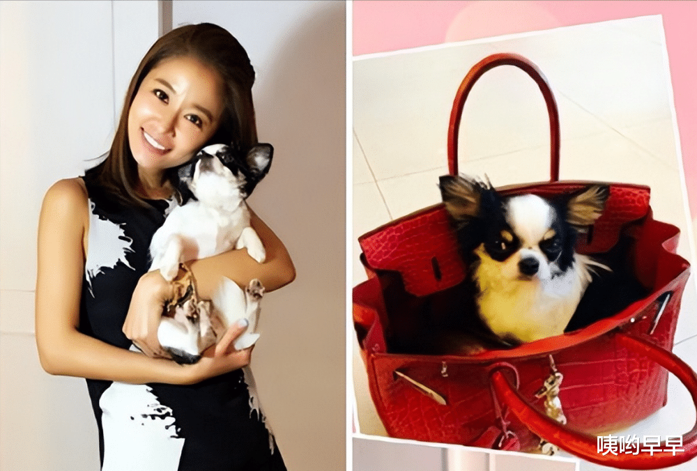 林心如|林心如,终于为她的“狂妄自大”付出了代价