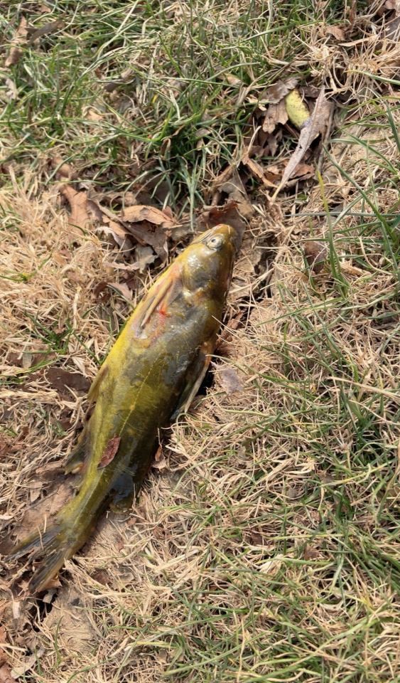 鳊鱼|渔乐杂谈:深秋时节,只钓鲫鱼?错!这些鱼吃口也很好!