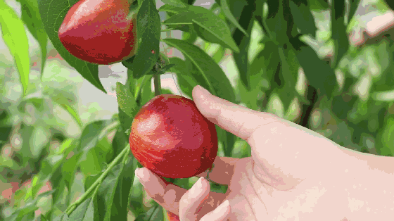 皮肤癌|水果坏了一部分，剩下的究竟还能不能吃？原来以前都做错了