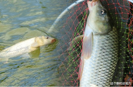 三伏天|三伏天钓鱼总空军？浓引淡钓掌握上鱼核心，鲫鱼钓得多鲤鱼钓得爽