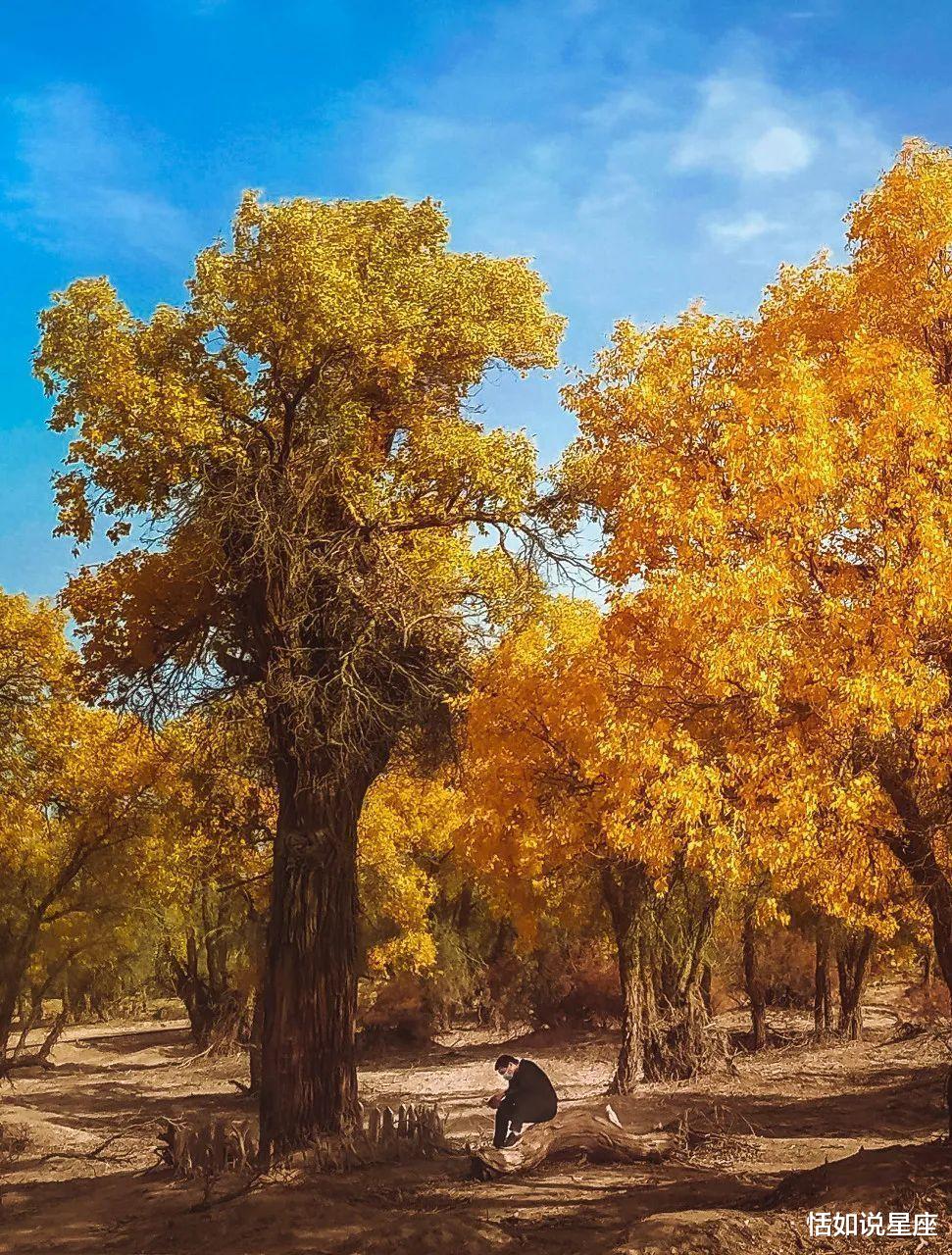 胡杨林|中国最贵的景区,一张门票3500元,外国人进去要交30万