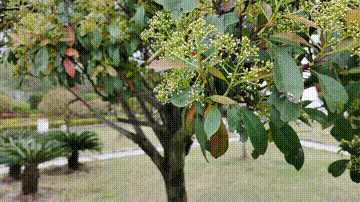 稳定器|稳定器不是只有“稳定”,这款奥川SMART X手机稳定器有点意思