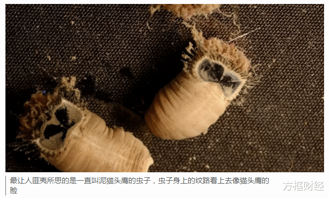 测试英国所有物种的基因排序:规模庞大的“达尔文生命之树”计划(2)
