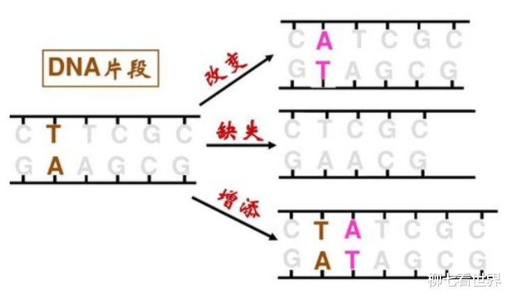 什么动物已经无法再进化了?国宝大熊猫是其中一种