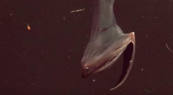 21种深海生物,做梦不要梦到他们