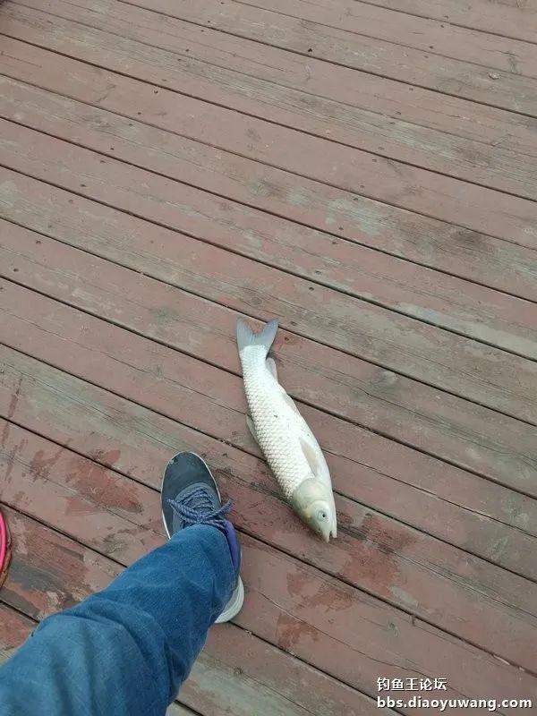 鳊鱼|新年鱼运好，细线擒草鳊