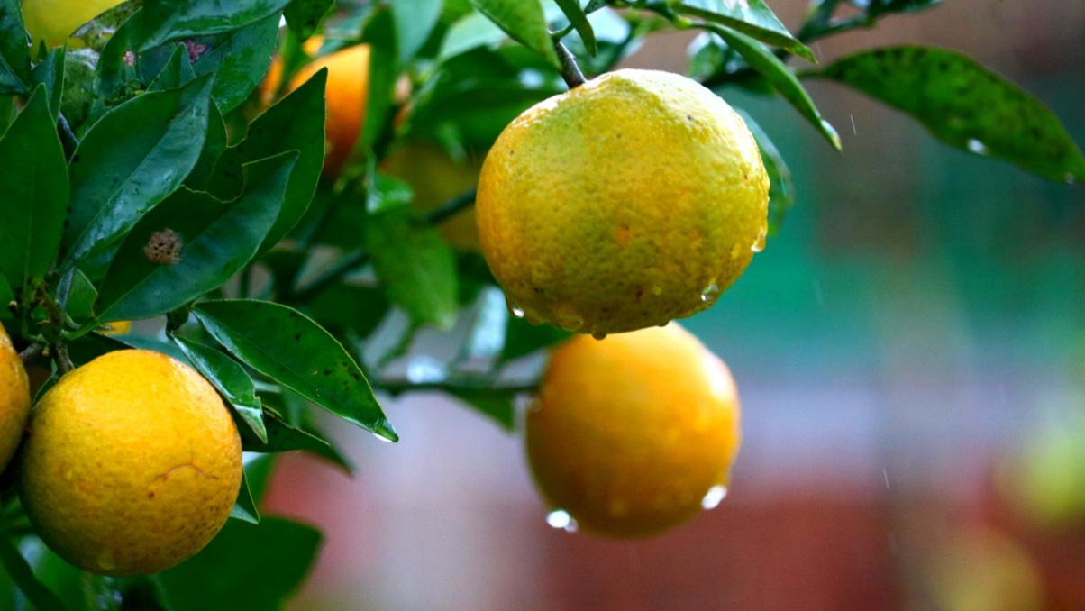 莱西|古代的职场PUA