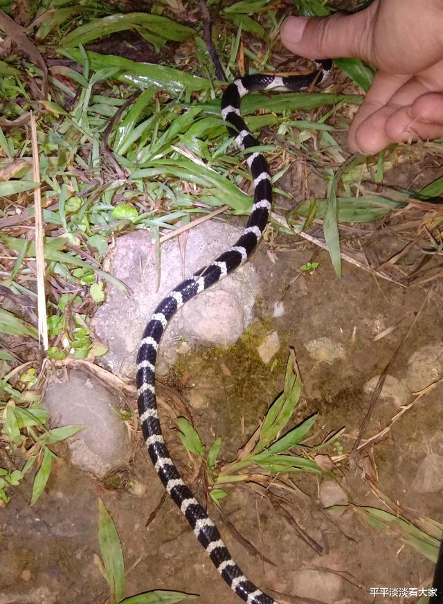 银环蛇|与死神擦肩？广东男子夜钓睡着，一条银环蛇悄然而至