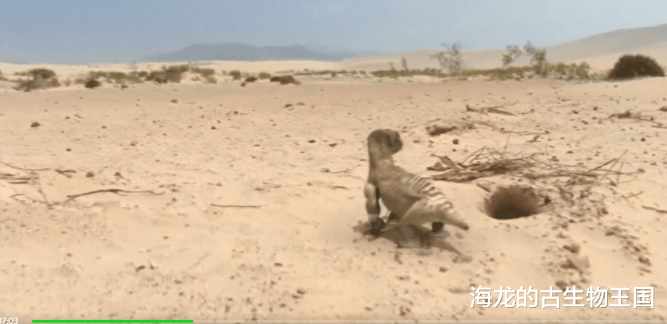 水坑边的小住客!却成为陆地最大掠食者的烦恼!