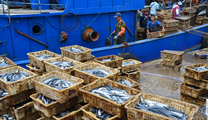 休渔|休渔期间出海捕捞,山东青岛23人被拘,30元梭子蟹能卖100元