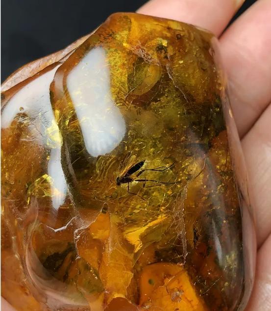 4100万年前的琥珀定格尴尬瞬间,将长腿苍蝇“欲行不轨”展露无遗