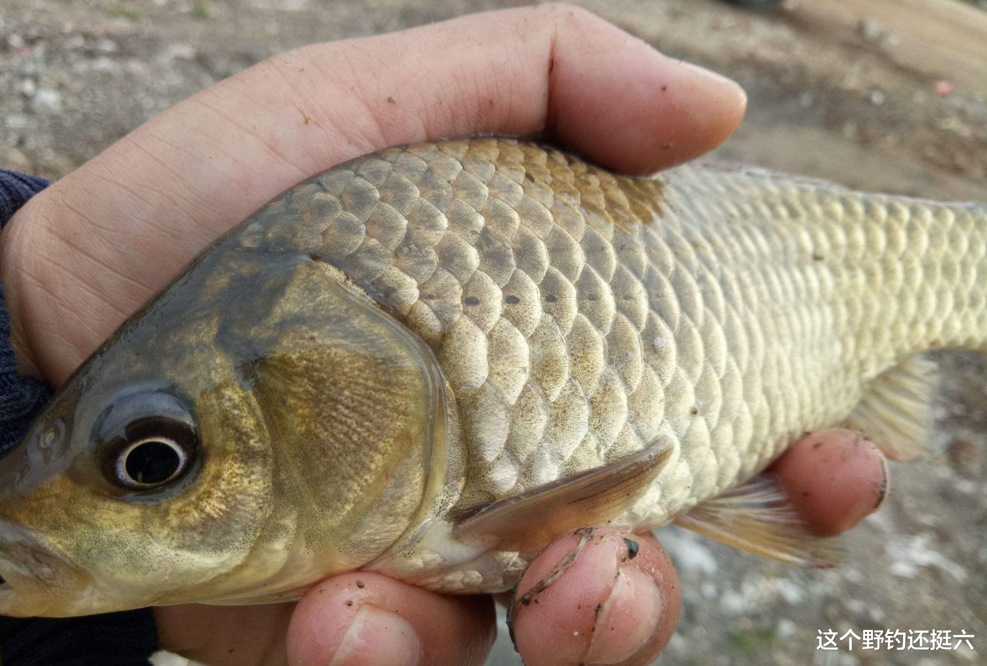 |上鱼窗口期有变？你选对出钓时间了吗？总没口，没摸清鱼情是硬伤