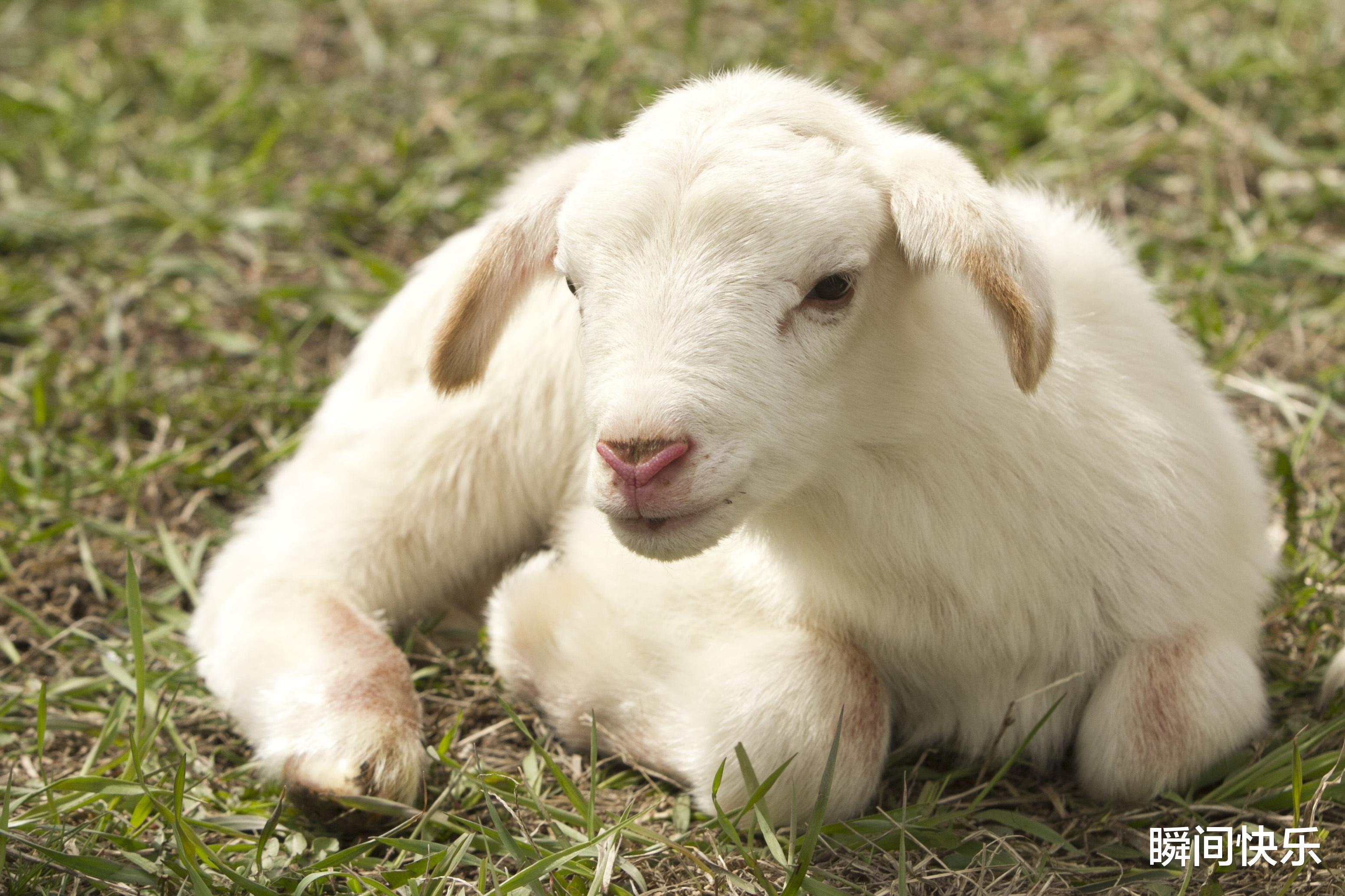 吉星|生肖羊出生在哪季节，贵人多，福气旺，2022年扶摇直上，前程似锦