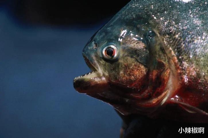 食人鱼|电影和电视剧中宣扬的一些“事实”,根本不是事实,100%是假的(4)
