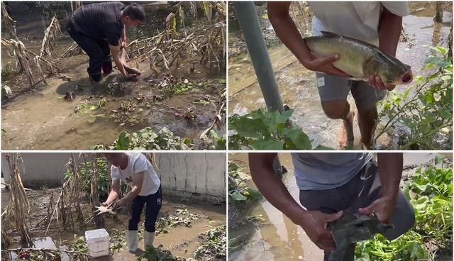 烟台|烟台:台风过后到处是鱼?烟台网友:小区保安都请假去捉鱼了