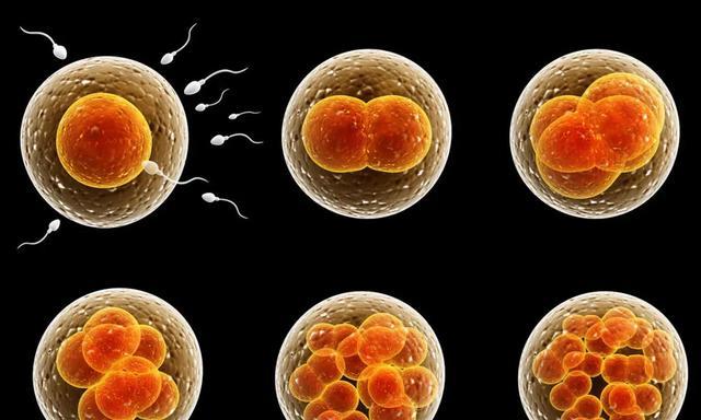 为何人类不可以实现永生?科学家:人类只是在给基因打工