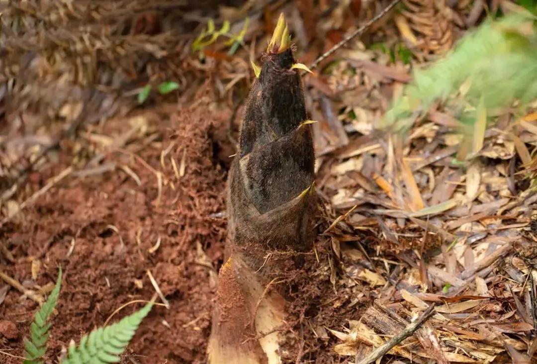 春笋|春笋是春天最受欢迎的蔬菜之一,春笋虽然好吃,但是这4类人少吃