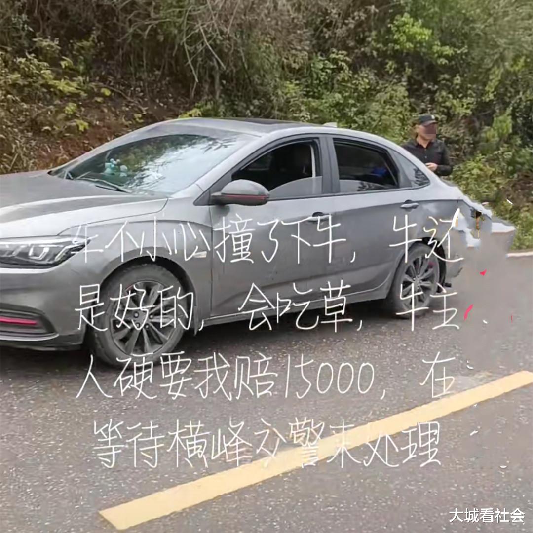 讹诈?江西一女子开车撞黄牛,还能走路和吃草,村民让她赔1.5万