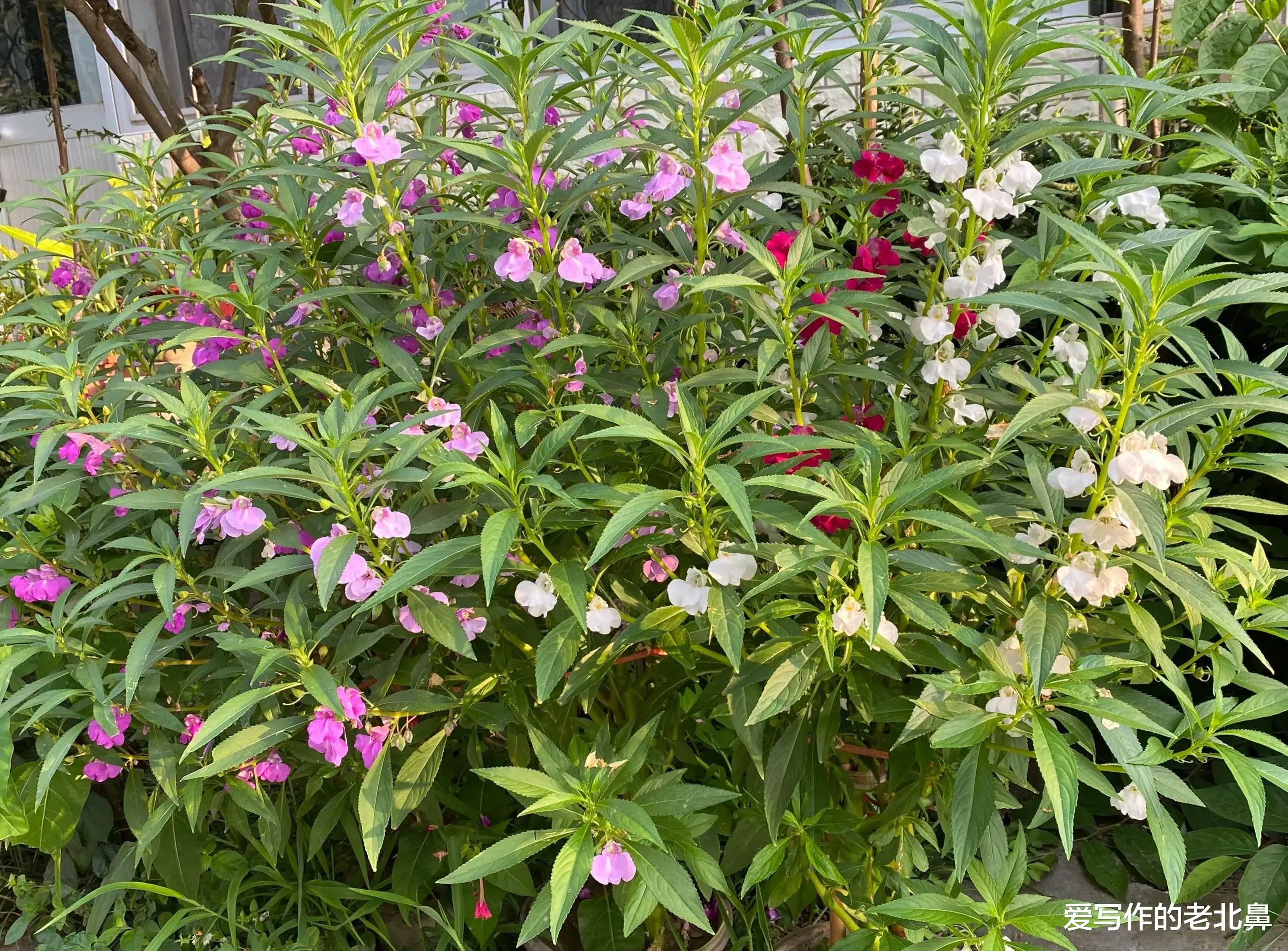 菜花蛇怕眼镜蛇吗?