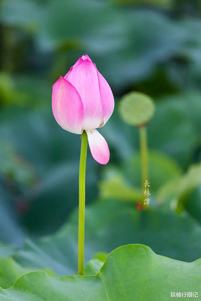 荷花|夏日亲子打卡地推荐,投资20亿的长株潭“后花园”