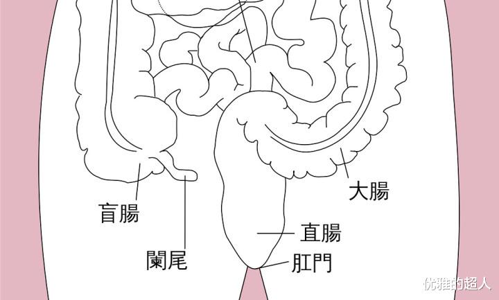 人体有哪些有意思的进化残留?