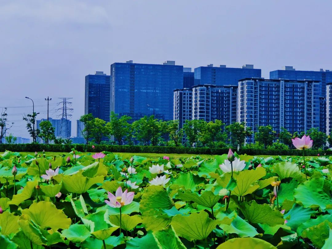 荷花|映日荷花别样红，余杭区良渚街道此地荷花已开！