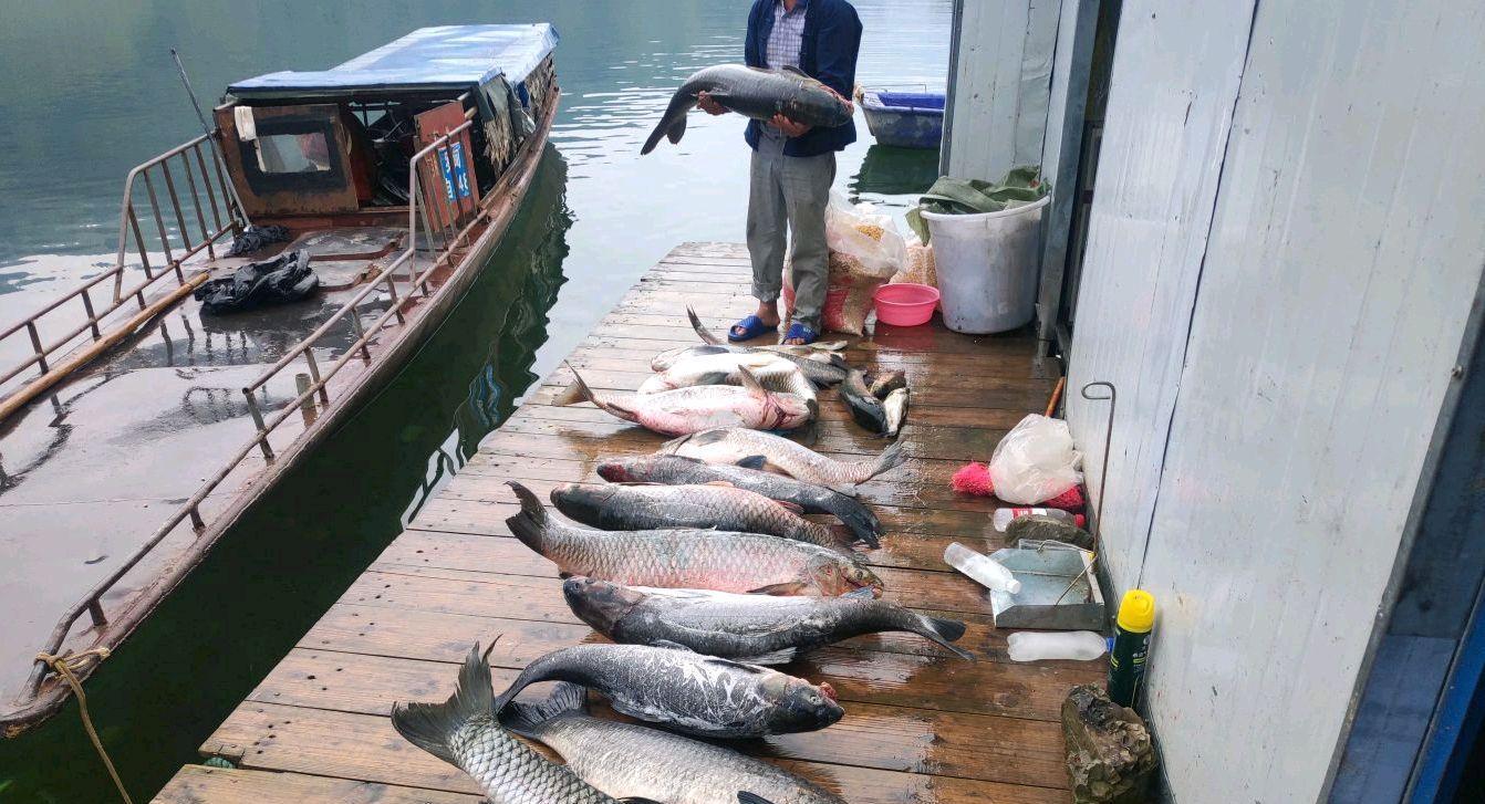 |红水河守钓10天，鱼获500多斤全带走，引网友吐槽：太贪心