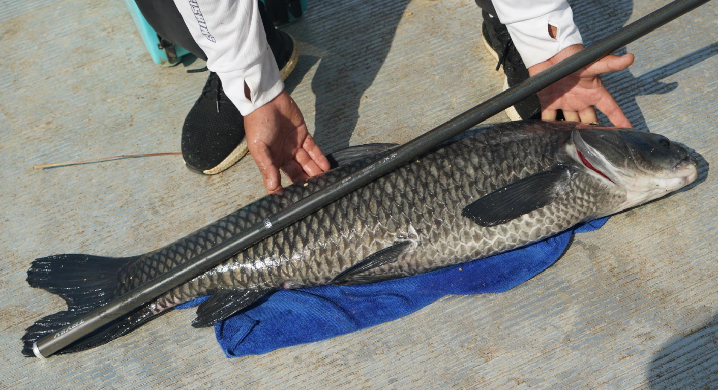 |秋钓大水面，学会这几点，钓到大鱼不再是奢望，您能做到么？