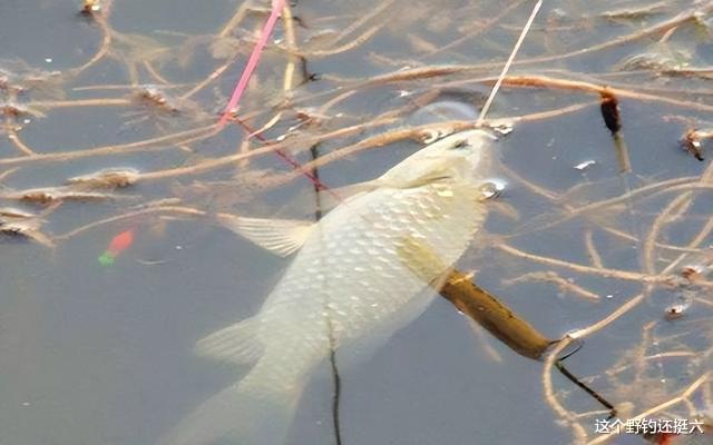 |秋季野钓核心要素!钓不到鱼抱怨前,先自问对水域熟悉程度有几分