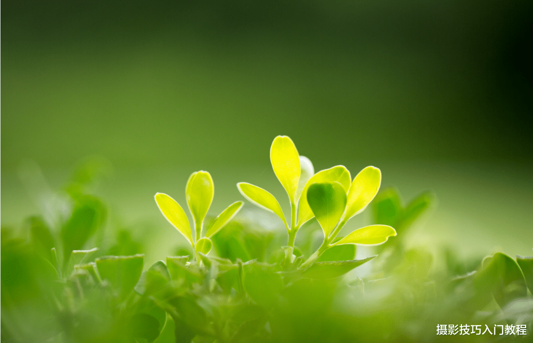 摄影技巧：户外拍照，怎么解决背景杂乱的问题？