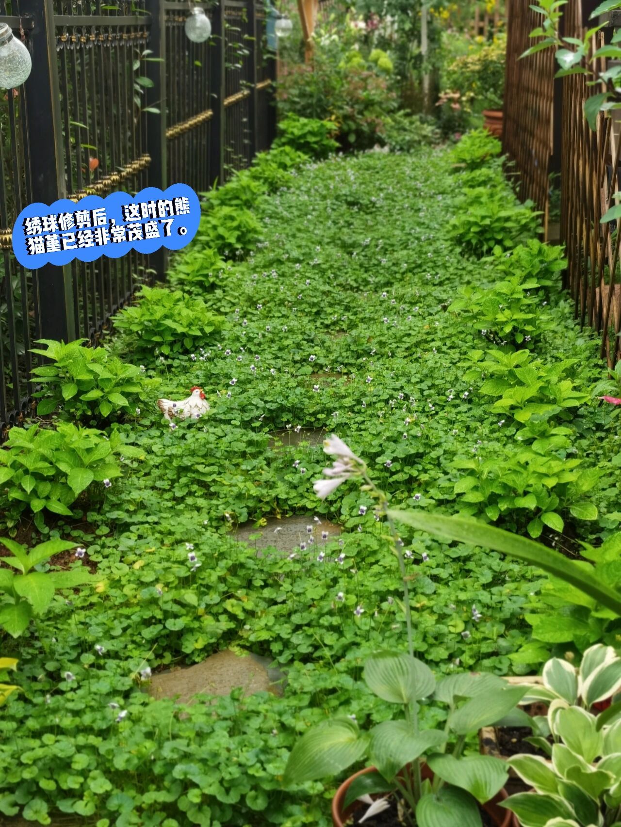 1年前,买了一栋带200m2花园的房子,不装修也要先把花园建起来