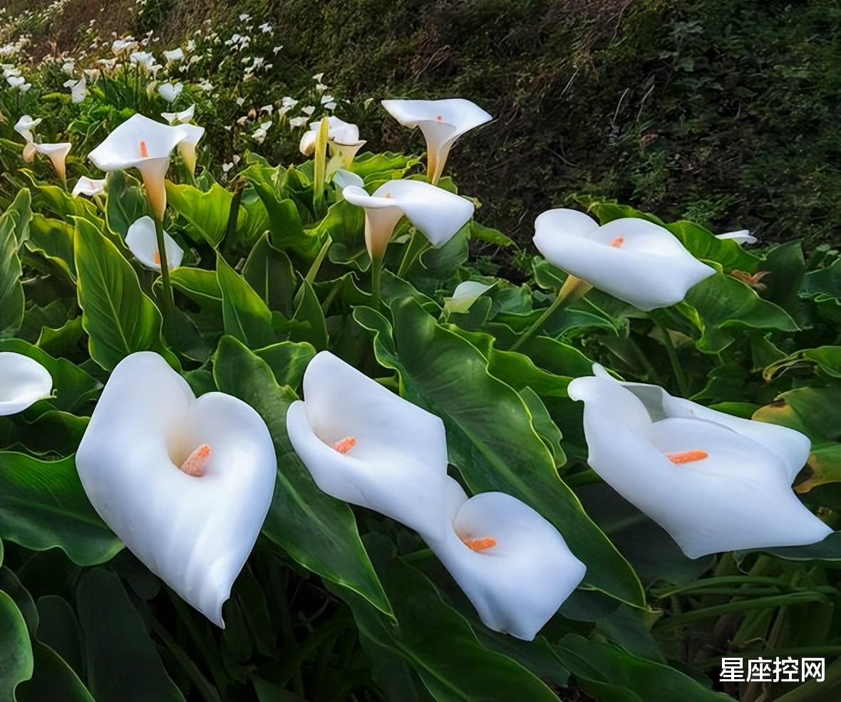 |啥日子出生之人，家中难有祸事发生，好运不请自来，福气满家门