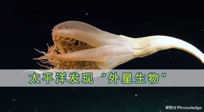 是动物还是植物?太平洋底发现2米长的神秘生物,外形太独特了!