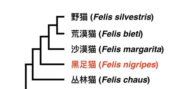 猫科捕猎效率最高的“杀戮机器”:黑足猫,被全世界禁养!