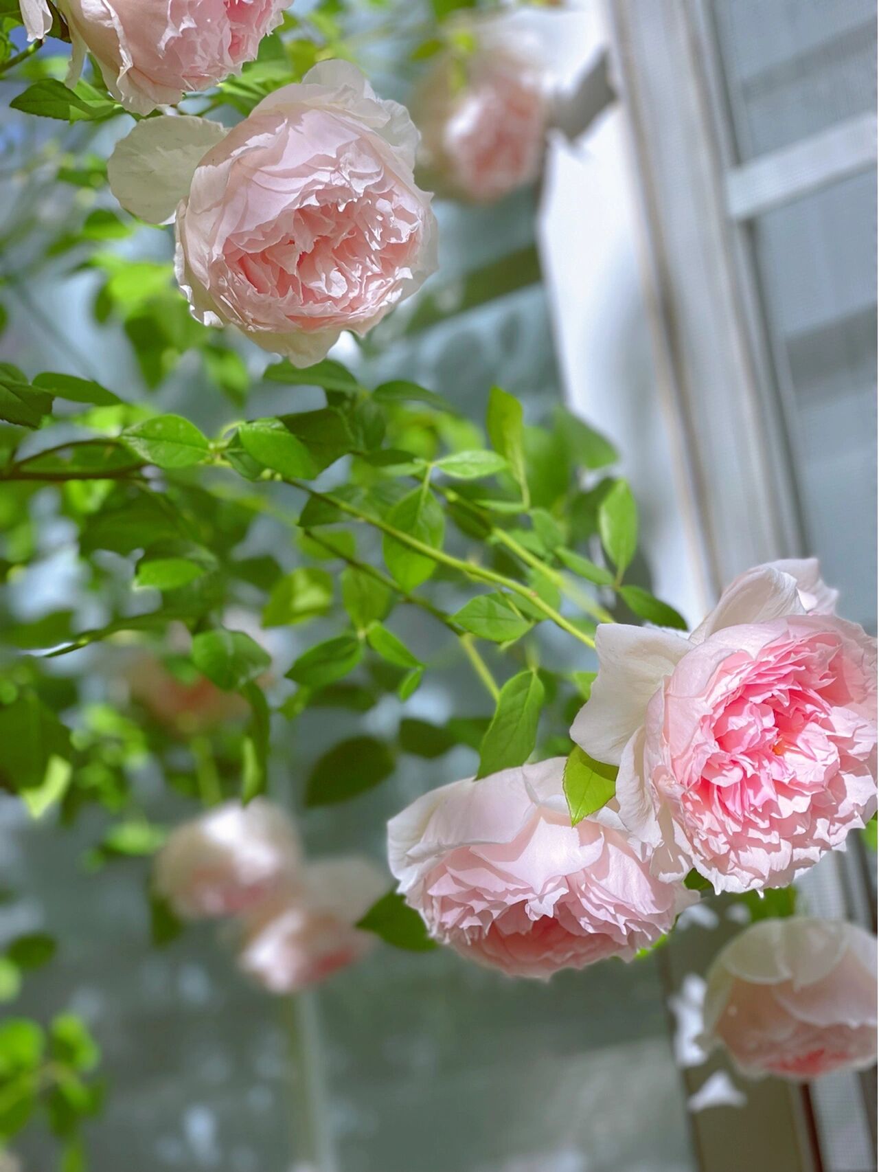 40㎡露台改造,DIY折腾成小花园,每一个角落,都美得一塌糊涂