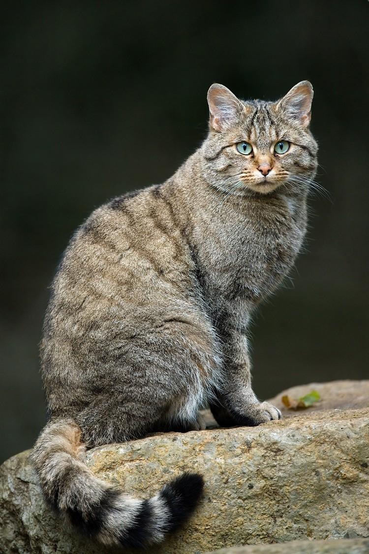 荒漠猫到底是什么?为何会被称为最神秘、最难养的猫科动物?