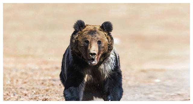 戈壁滩人兽斗智：狼和棕熊袭来，队长以熊驱狼再驱棕熊｜故事