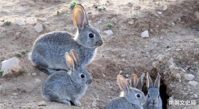澳洲100亿野兔“泛滥成灾”，体重达百斤，当地人为何不吃？