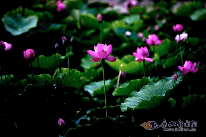 荷花|【花开乐山】峨眉双福荷花盛开