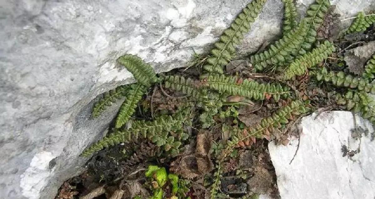 四川小金县海拔4600米处,发现极危植物玉龙蕨,网友:山上经常见
