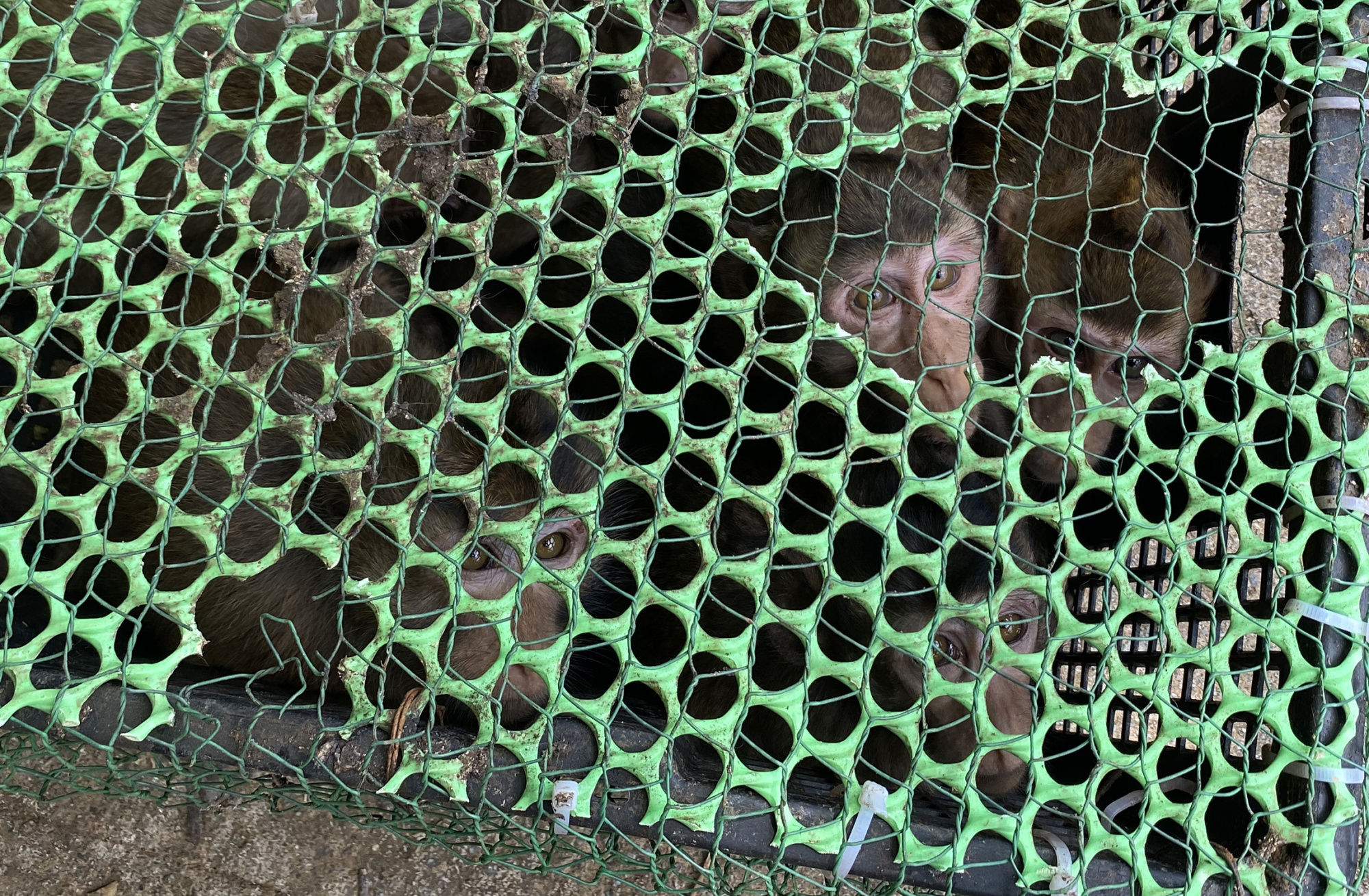 广西百色查获47只国家二级重点保护野生动物食蟹猴