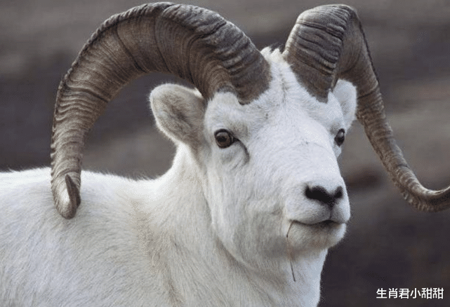 属羊|属羊人性格温柔做事周密，取得良好结果，得到大家认可