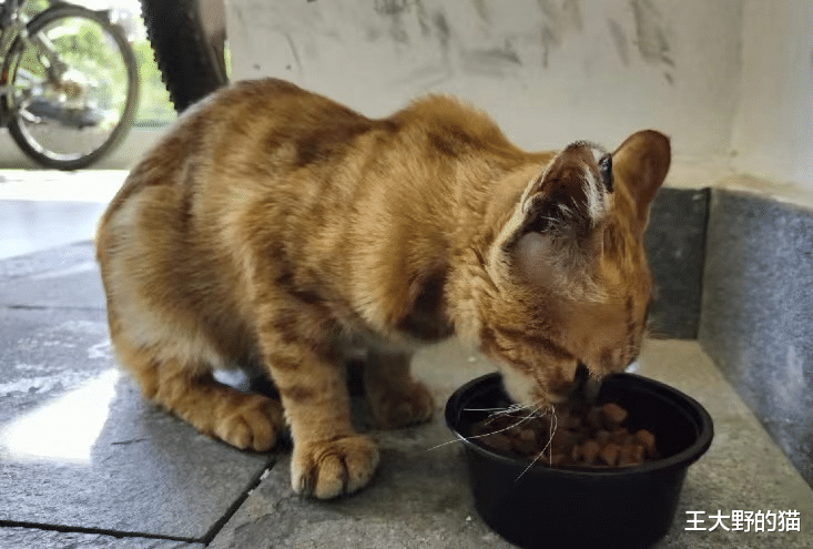 流浪猫爬到11楼求收养，看完监控后网友泪奔：还好遇见你