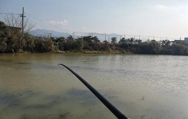 饵料|传统钓VS台钓谁更强?说出来你可能不信,传统钓才更适合新手